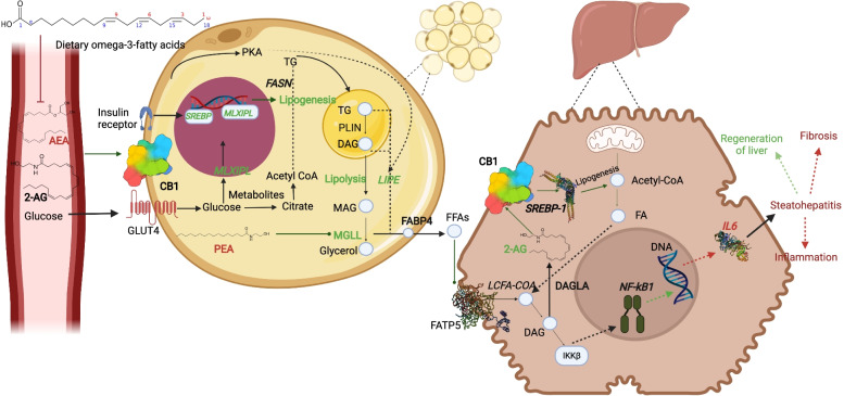 Proposed model of effects of n-3 supplementation on the ECS in blood, liver and adipose tissue in peripartum dairy cows. n-3 supplementation reduces plasma AEA through reduced AA, this may result in reduction of CB1 receptor gene transcription levels in WBCs and liver. In AT, the increased MLXIPL and SREBP gene transcription may lead to increased lipogenesis. Increased LIPE and MGLL could result in the release of more FAs from the AT. These FAs can move to the liver and be converted to diacylglycerols (DAGs) by long-chain fatty acyl-CoA (LCFA-coA). In the liver, DAGs are converted to 2-AG by diacylglycerol lipase alpha (DAGLA). DAGs may activate through IkB kinase (IKKB) signalling pathway that can induce nuclear factor kappa B subunit 1 (NFKB1) gene transcription. The decrease in IL6 transcription levels may possibly lead to reduced inflammation and high regeneration of the liver. The green colour marks factors that were increased in the present study, while the Red marks factors that have been decreased. Genes are represented in italics. AEA: Anandamide; 2-AG: 2-Arachidonoylglycerol; CB1: Cannabinoid receptor 1; GLUT4: Glucose transporter type 4; SREBP: Sterol regulatory element binding transcription factor; MLXIPL: Carbohydrate response element binding protein; PEA: N-palmitoylethanolamine; TG: Triglycerides; FASN: Fatty acid synthase; PLIN: Perilipin; DAG: Diacylglycerol; LIPE: Lipase, hormone-sensitive; MAG: Monoacylglycerol; MGLL: Monoglyceride lipase; FABP4: Fatty acid binding protein 4; FFAs: Free fatty acids; LCFA-COA: long-chain fatty acids (LCFAs) esterification with coenzyme A (CoA); DAGLA: Diacylglycerol lipase alpha; IKKβ: IκB kinase β; NF-κB1: Nuclear factor NF-kappa-B p105 subunit; IL6: Interleukin 6