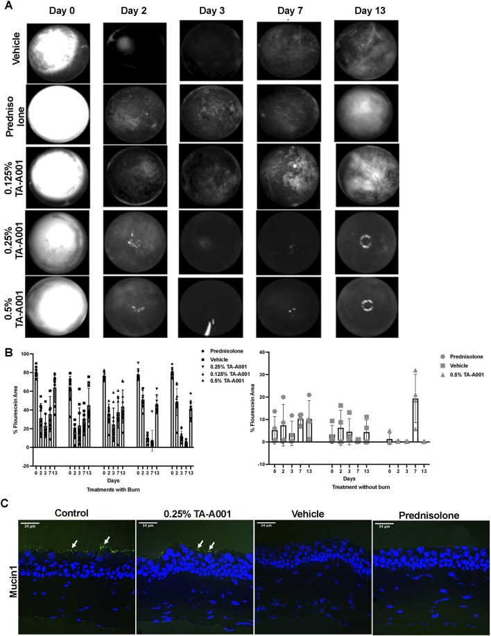 (A) Images of fluorescein staining showing wound closure rates of differentially treated corneas as bright patches. Fluorescein staining during re-epithelization is visible as diffuse haze. The rings of light in the 0.25% and 0.5% TA-A001 Day 13 images are reflection artifacts from the LED source. (B) Fluorescein staining quantification in corneas receiving treatments after burns and no burns. Grey symbols indicate diffuse fluorescein staining. (C) Mucin1 staining (arrows) on surface of the corneal epithelium (green fluorescence) of untreated controls and TA-A001-treated corneas. Scale bars, 34 µm.