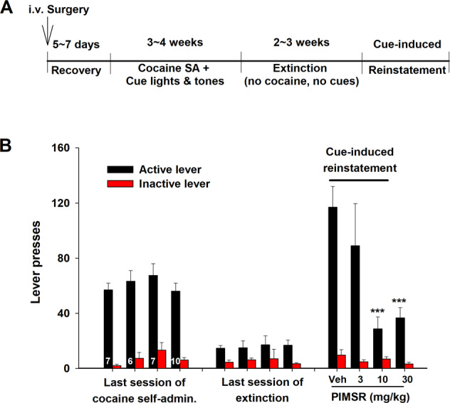 Effects of PIMSR on cue-induced reinstatement of cocaine seeking in rats.A General experimental procedures for cue-induced reinstatement of cocaine seeking; B The averaged active and inactive lever responses during the last three days of cocaine self-administration, the last three days of extinction, and reinstatement testing. PIMSR, when administered 30 min prior to reinstatement testing, dose-dependently reduced cue-induced reinstatement of cocaine-seeking behavior (n = 6–10 per group). ***p < 0.001, compared to vehicle.