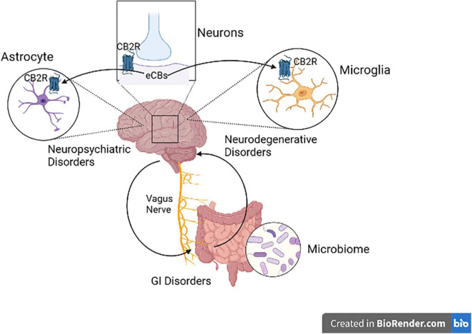 Cannabinoid type 2 receptor neuro-immune crosstalk in neuropsychiatric disorders. Activation of postsynaptic neuronal CB2Rs by cannabinoids alters neuronal network and function. CB2R might be a potential therapeutic targets in neuropsychiatry, since CB2R activation switches microglia to an anti-inflammatory state during injury. CB2Rs found in astrocytes also play a great role in Astrocyte-Neuron-Glia signaling.