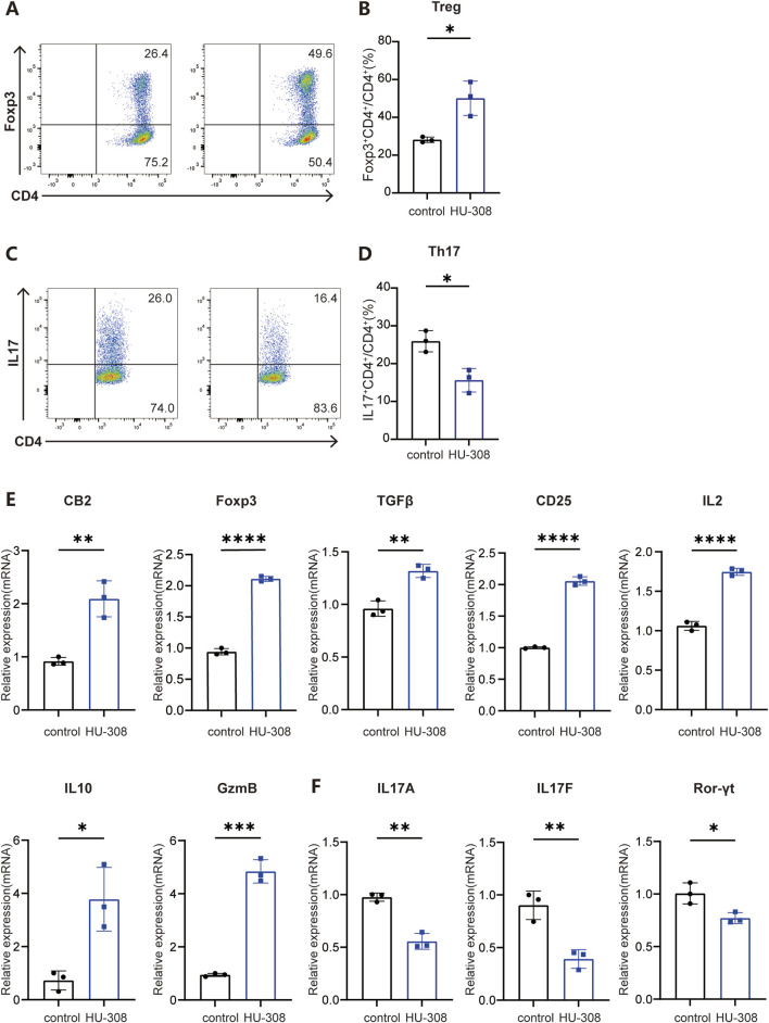 CB2 agonist HU-308 promotes the differentiation of Treg cells while impeding the differentiation of Th17 cells in vitro. Naïve CD4+ T cells were isolated from WT mice and cultured under stimulation with anti-CD3/CD28 antibodies in the presence of either Treg-polarizing conditions (IL-2 and TGF-β) or Th17-polarizing conditions (TGF-β, IL-6, anti-IL-4, and anti-IFN-γ). Cells were harvested at 24h for qPCR detection and at 72h for flow cytometry analysis. (A) Representative flow cytometric plots showing frequencies of Foxp3+ Treg cells under conditions of Treg differentiation, both in the presence and absence of 5 µM HU-308. The analysis was conducted on live CD4+ T cells, with the numerical values in the plots indicating the frequencies of cells within each specified gate. (B) Summary plots showing frequencies of Foxp3+ Treg cells with or without HU308 stimulation (n = 3). (C) Representative flow cytometric plots showing frequencies of IL17+ CD4+ T cells under the condition of Th17 differentiation with or without HU-308. Cells were gated on live CD4+ T cells. The numbers in the plots represent the frequencies of cells within each gate. (D) Summary plots showing frequencies of IL17+ CD4+ T cells with or without HU-308 stimulation (n = 3). (E) CB2, Foxp3, TGFβ, CD25, IL2, IL10 and GzmB CB2 gene expression normalized to Actin was evaluated by qPCR after 24h of differentiation of naive CD4+ T cells under Treg conditions (n = 3). (F) IL17A, IL17F and Ror-γt gene expression normalized to Actin was evaluated by qPCR after 24h of differentiation of naive CD4+ T cells under Th17 conditions (n = 3). Data are represented as the mean ± SD. *P < 0.05; **P < 0.01; ***P < 0.001 and ****P < 0.0001 by 2-tailed Student’s t-test.