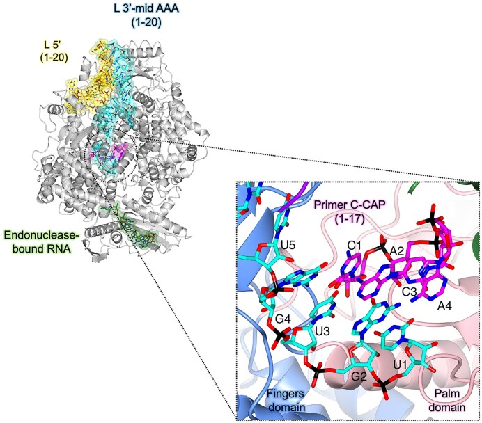 Structural insights into cap-independent primer elongation observed in vitro. The SFTSV L (TRANSCRIPTION-EARLY-ELONGATION (in vitro)) is shown with bound RNAs shown as sticks with surface overlaid (30% transparency) and coloured either yellow (5′ RNA), cyan (3′ RNA), magenta (primer RNA), and sea green (endonuclease-bound RNA). A zoomed-in view of the active site in the TRANSCRIPTION-EARLY-ELONGATION (in vitro) structure is also shown with residues from the SFTSV L protein labelled and coloured according to the assigned domain (blue for fingers domain, and coral for the palm domain).