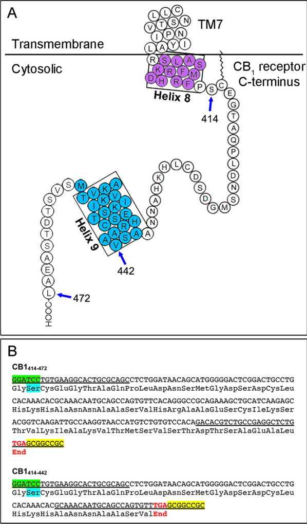 Design for the engineering of recombinant DNA for subsequent insertion into the pGEX-6P1 plasmid. A Schematic representation of the cytosolic tail of the human CB1 receptor showing its primary amino acid sequence. The helix 8 and helix 9 structural domains are highlighted in violet and cyan, respectively. The arrows indicate the initial and terminal amino acids of the polypeptides ranging from serine 414 to terminal lysine 472 (CB1414–472) and from serine 414 to valine 442 (CB1414–442) chosen for the design of the fusion proteins GST-CB1414–472 and GST-CB1414–442. Illustration modified from Stadel and Kendall [64]. B DNA products obtained by PCR amplification and the encoded polypeptides CB1414–472 and CB1414–442. The underlined DNA sequences indicate the hybridization sites for the Fw and Rv primers. The BamHI and NotI restriction sites for cloning into the pGEX-6P1 vector are highlighted in green and yellow, respectively. The triplets encoding serine 414 in the human CB1 receptor and the stop codons are highlighted in cyan and red, respectively