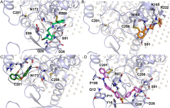 Covalent docking of compounds 23 (green carbon atoms, panel A), 2c (orange carbon atoms, panel B), 10 (dark‐green carbon atoms, panel C), and 14 (pink carbon atoms, panel D) on Cys208 (panels A and B) or Cys201 (panels C and D) of human MGL (PDB 3HJU). The protein is represented in light‐blue cartoon, and beige spheres represent the positions of the phosphate groups of the membrane bilayer. Hydrogen bonds are shown as black dashed lines.