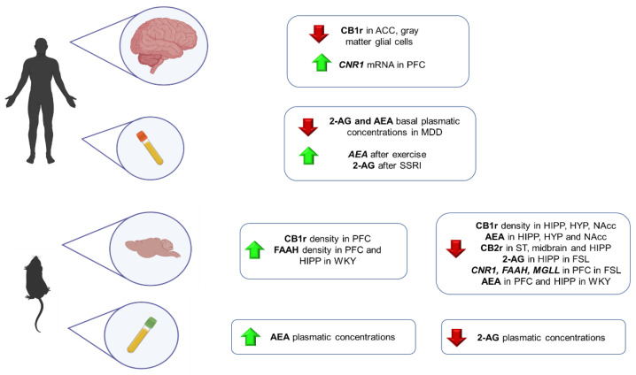 Main findings regarding the alterations of ECS components in animal models and patients with depression. 2-AG: 2-arachidonoylglycerol; ACC: anterior cingulate cortex; AEA: anandamide; CB1r: cannabinoid receptor 1; CNR1: gene encoding CB1r; FAAH: gene encoding fatty acid amide hydrolase; FSL: Flinders Sensitive Line rats; HIPP: hippocampus; HYP: hypothalamus; MDD: major depressive disorder; MGLL: gene encoding MAGL; NAcc: nucleus accumbens; PFC: prefrontal cortex; SSRI: selective serotonin reuptake inhibitors; ST: striatum; WKY: Wistar Kyoto rats.