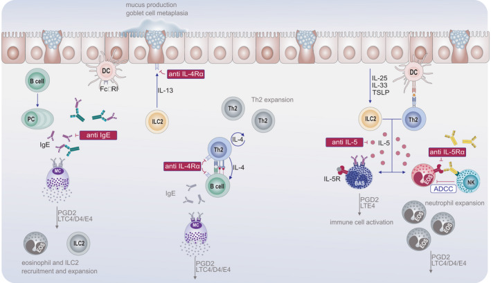 Effect of biologicals used in the treatment of allergic diseases on eicosanoid pathways. Biologicals have revolutionized therapeutic algorithms for patients with the most severe form of allergic diseases. Currently, 5 monoclonal antibodies have been approved for the treatment of severe asthma. Their use has been associated with a decrease in the concentration of proinflammatory lipid mediators. This is most probably an indirect effect of inhibition of immune cells which are the main eicosanoid producers in allergic inflammation. Omalizumab (anti‐IgE) binds to free IgE and inhibits their binding to IgE receptors, which results in a downregulation of FcεRI expression on mast cells, basophils, and dendritic cells. This leads to a significant decrease in biosynthesis and release of proinflammatory eicosanoids from these cells, and prevents expansion of eosinophils and ILC2. Dupilumab (anti‐IL‐4Rα) binds to the α subunit of the IL‐4 receptor, which is shared by IL‐4 and IL‐13 receptor complexes. Therefore it blocks the effect of these cytokines on cells contributing to type 2 immune reaction. This results in an inhibition of IgE production, mast cell activation and eicosanoid production, goblet cell metaplasia, and mucus production. Mepolizumab, reslizumab (anti‐IL‐5), and benralizumab (anti‐IL‐5Rα) block IL‐5 activity on different levels, therefore inhibiting the maturation, activation, and proliferation of eosinophils, as well as basophil activation. Monoclonal antibodies targeting IL‐5Rα moreover lead to antibody‐dependent cell‐mediated cytotoxicity of NK cells against eosinophils and basophils, vast producers of proinflammatory eicosanoids such as prostaglandin D2 and cysteinyl leukotrienes. While no direct effect of biologicals on eicosanoid biosynthesis has been reported, these medicines disrupt the cascade of immune events leading to type 2 inflammatory responses and the concomitant overproduction of proinflammatory lipid mediators