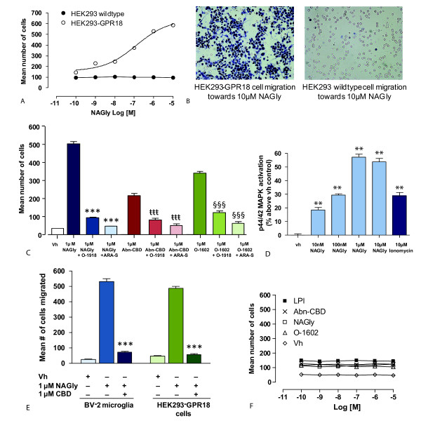 NAGly-induced migration of HEK293-GPR18 and HEK293-GPR55 cells. (A) HEK293 wildtype and HEK293-GPR18 transfected cell migration in response to 0.1 nM - 10 μM NAGly; n = 3. (B) Filter photographs of one random field of view at ×40 magnification indicating the migration produced by 10 μM concentrations of NAGly in HEK293-GPR18 and HEK293 wildtype cells. The 10 μm diameter pores can be discerned as the clear unstained circles. (C) HEK293-GPR18 cell migration in response to Vh (0.1% DMSO); 1 μM NAGly; 1 μM NAGly ± 1 μM O-1918; 1 μM NAGly ± 1 μM ARA-S. *** = P < 0.001 compared to 1 μM NAGly; one-way ANOVA; n = 3. HEK293-GPR18 cell migration in response to 1 μM Abn-CBD; 1 μM Abn-CBD ± 1 μM O-1918; 1 μM Abn-CBD ± 1 μM ARA-S; ttt = P < 0.001 compared to 1 μM Abn-CBD; n = 3. HEK293-GPR18 cell migration in response to 1 μM O-1602; 1 μM O-1602 ± 1 μM O-1918; 1 μM O-1602 ± 1 μM ARA-S. §§§ = P < 0.001 compared to 1 μM O-1602; one-way ANOVA; n = 3. (D) BV-2 microglia and HEK293-GPR18 cell migration in response to Vh (0.1% DMSO); 1 μM NAGly; 1 μM NAGly = 1 μM CBD; *** = P < 0.001 compared to 1 μM NAGly; one-way ANOVA; n = 3. (E) p44/42 MAPK activation in HEK293-GPR18 cells in response to vh (0.1% DMSO) for 3 hours; 10 nM - 10 μM NAGly for 3 hours; 10 μM Ionomycin for 5 min. ** = P < 0.01 compared to vh; one-way ANOVA; n = 3. (F) HEK293-GPR55 cell migration in response to 0.1 nM - 10 μM concentrations of LPI, Abn-CBD, NAGly, O-1602 and Vh (0.1% DMSO); n = 3.
