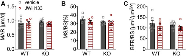Bone formation and mineralization were similar between genotypes and not affected by JWH133. (A) Mineral apposition rate (MAR) of p62 KO and WT mice treated with JWH133 was comparable. (B) Mineral surface per bone surface (MS/BS) showed no difference by comparing for genotype and treatment. (C) Bone formation rate per bone surface (BRF/BS) showed no effect of treatment and was comparable between genotypes. Male mice were aged 3 months by the beginning of the experiment and were treated for 5 days with vehicle or JWH133. Data were analyzed by using ordinary two-way ANOVA and Bonferroni adjusted pnvalues, *p < 0.05, **p < 0.01, ***p < 0.001. All error bars show mean ± SEM. Squares and circles represent individual data points. WT vehicle N = 7, KO vehicle N = 8, WT JWH133 N = 8, KO JWH133 N = 8.
