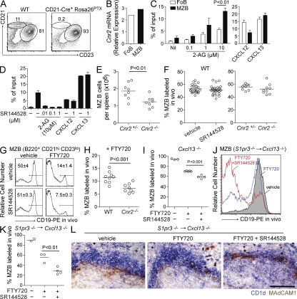 CB2 acts as a positional cue for MZ B cells. (A) Flow cytometry of splenic B cells from irradiated mice reconstituted with BM from either WT or CD21-Cre+ ROSA26PTX mice. Dot plots are gated on CD19+ cells. Numbers indicate percentage of B cells in the outlined gates. Data are representative of more than five mice of each type. (B) Quantitative PCR analysis of Cnr2 transcripts in sorted follicular B cells (FoB) and MZ B cells (MZB), presented relative to Hprt1 expression. One of at least four independent experiments is shown. (C) Chemotactic responses of MZ B cells (CD21hiCD23loB220+) and follicular B cells (CD21intCD23hiB220+) toward 2-AG, 100 ng/ml CXCL12, or 1 µg/ml CXCL13. One of six independent experiments is shown. (D) Chemotactic responses of MZ B cells toward 10 µM 2-AG, 100 ng/ml CXCL12, or 1 µg/ml CXCL13 in the absence or presence of the indicated concentrations of the CB2 antagonist SR144528. One of three independent experiments is shown. Error bars in C and D represent SEM. (E) MZ B cells per spleen (gated as in A) in CB2 heterozygous (Cnr2+/−) or CB2-deficient animals (Cnr2−/−). Data shown are pooled data from three independent experiments with two to four mice per group. (F) Percentage of MZ B cells labeled 5 min after i.v. injection of anti–CD19-PE in mice treated with SR144528 or vehicle for 3 h (left) or Cnr2+/− or Cnr2−/− mice (right). Data shown are pooled from three or more independent experiments with greater than two mice per group. (G) Flow cytometry of the binding of CD19-PE antibody 5 min after i.v. injection by splenic MZ B cells in mice treated with vehicle or FTY720 for 1.5 h, followed by vehicle or SR144528 for a further 3 h. Numbers indicate fraction of cells in the indicated gate, shown as mean ± SD (n = 3 mice). P < 0.01. Histograms are gated on B220+CD21hiCD23lo MZ B cells. Data shown are one of two independent experiments with at least two mice per group. (H) Percentage of MZ B cells labeled 5 min after i.v. injection of anti–CD19-PE in WT or CB2-deficient chimeric mice treated with FTY720 for 4.5 h. Shown are pooled data from two independent experiments representative of three with at least four mice per group. (I) Percentage of MZ B cells labeled 5 min after i.v. injection of anti–CD19-PE in Cxcl13−/− mice treated as in G. (J and K) Flow cytometry (J) or percentage of MZ B cells labeled with CD19-PE antibody 5 min after injection (K) in Cxcl13−/− mice reconstituted with S1P3-deficient (S1pr3−/−) BM treated as in F and G. Data in K are pooled data from two independent experiments with one to two mice per group. (L) Immunohistochemistry of spleen sections from mice in J stained for CD1d (blue) and MAdCAM1 (brown). Data are representative of at least three mice of each type. Bar, 100 µm. In all dot plots, dots indicate individual mice and lines indicate means.
