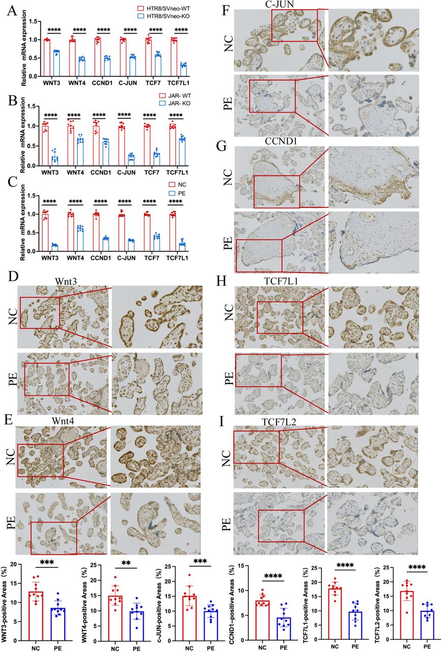 RT-PCR and immunohistochemistry validated that ACVR2A modulates cellular behavior via the TCF7/c-JUN pathway.(A) RT-qPCR analysis of DEGs (Wnt3, Wnt4, TCF7, TCF7L1, CCND1, and c-JUN) expression enriched in Wnt/TCF pathway following HTR8/SVneo ACVR2A knockout.(B) RT-qPCR analysis of DEGs (Wnt3, Wnt4, TCF7, TCF7L1, CCND1, and c-JUN) expression enriched in Wnt/TCF pathway following JAR ACVR2A knockout.(C) RT-qPCR analysis of DEGs (Wnt3, Wnt4, TCF7, TCF7L1, CCND1, and c-JUN) expression enriched in Wnt/TCF pathway expression in the placenta of normal control pregnant women (NC) and patients with preeclampsia (PE).(D) Immunohistochemical staining of normal control pregnant women and preeclampsia placentas using rabbit IgG anti-human Wnt3, Wnt4, TCF7L1, TCF7L2, CCND1, and c-JUN antibody. Sections were counterstained with hematoxylin, and positive cells were quantified using ImageJ software.
