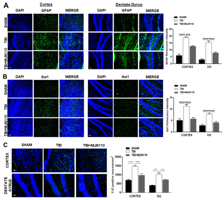 MJN110 treatment reduced glial cell accumulation and neuronal death in the ipsilateral cortex and dentate gyrus of TBI mouse brain. At 8 days post-injury, the (A) GFAP-, (B) Iba1- and (C) FJC-positive immunostainings were significantly increased in the ipsilateral cortex and dentate gyrus (DG) of the TBI mouse brain, and these changes were attenuated by MJN110 (2.5 mg/kg) treatment. (*** p < 0.001 and **** p < 0.0001; n = 3 animals in each group. Bars represent means ± SEM, and the scale bar is equal to 50 μm). DAPI, 4′,6-diamidino-2-phenylindole; GFAP, glial fibrillary acidic protein; FJC, Fluoro-Jade C.