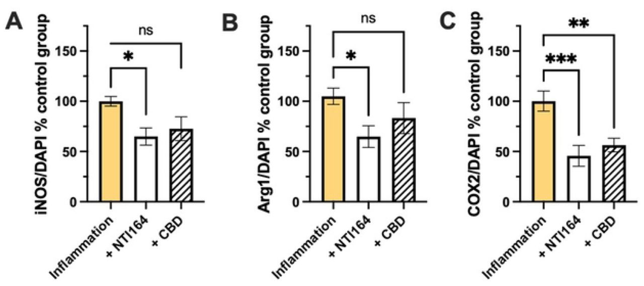 Effect of NTI-164 and CBD on the expression of inflammatory markers in BV-2 microglia cells. A) inducible-nitric oxide synthase (iNOS), B) arginase-1 (Arg1), and C) cyclo-oxygenase-2 (COX2) protein expression normalised to DAPI-positive cell number in the control (PBS only) group. Data expressed as Mean ± SEM, n=6-8. Significance set at *, p<0.05; **, p<0.01; ***, p<0.001.