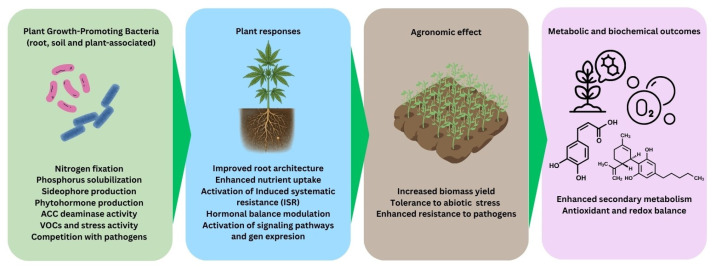 Supposed regulatory path of PGPB on Cannabis spp.