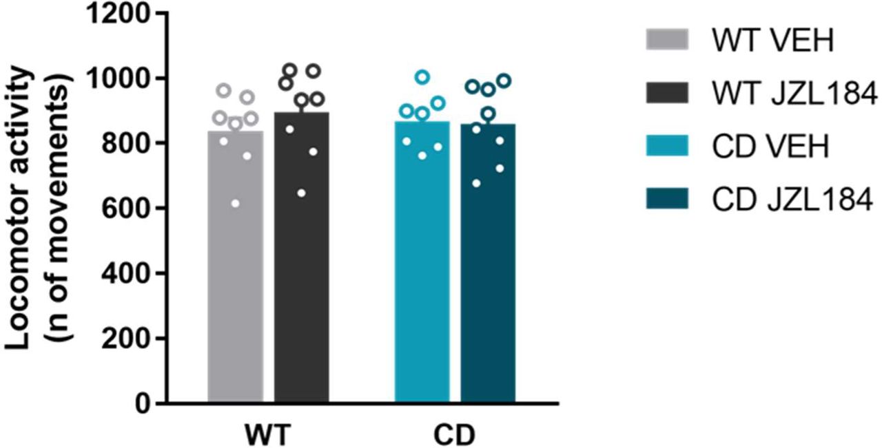 JZL184 treatment does not modify locomotor activity in WT and CD mice. Horizontal movements performed in locomotor activity boxes for 30 minutes by mice treated with vehicle (VEH) or JZL184 (8 mg/kg) (WT VEH, n=8; WT JZL184, n=8; CD VEH, n=8; CD JZL184, n=8). Statistical significance was calculated by two-way ANOVA. Data are expressed as mean ± S.E.M.