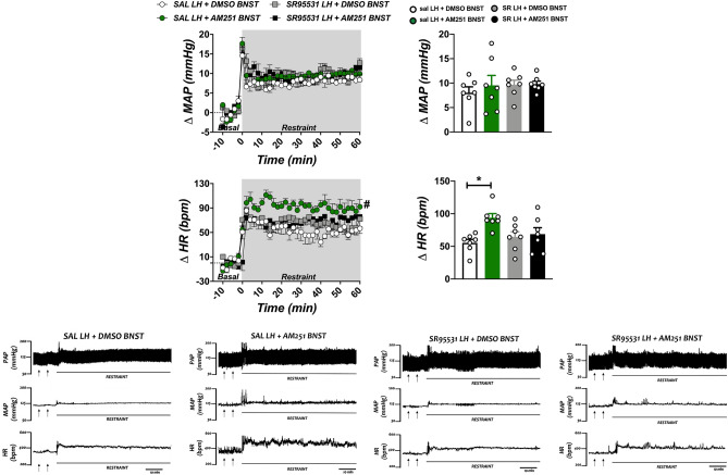 Effect of lateral hypothalamus (LH) treatment with the selective GABAA receptor antagonist SR95531 and/or microinjection of the CB1 receptor antagonist AM251 into the bed nucleus of the stria terminalis (BNST) in arterial pressure and heart rate (HR) changes evoked by an acute session of restraint stress. (Top, left) Time-course curves of changes on mean arterial pressure (Δ MAP) and HR (Δ HR) evoked by acute restraint stress in animals treated bilaterally into the LH with saline (SAL, 100 nL) or the selective GABAA receptor antagonist SR95531 (1 pmol/100 nL), followed by a second microinjection into the BNST of vehicle [solution of saline containing 30% of DMSO (DMSO), 100 nL] or the selective CB1 receptor antagonist AM251 (AM251, 100 pmol/100 nL). Circles represent the mean ± SEM. #P < 0.05 over the entire restraint period compared to SAL LH + DMSO BNST group. Two-way ANOVA accompanied by Bonferroni post-hoc test (n = 7/group). (Top, right) Mean Δ MAP and Δ HR during the entire restraint stress period in animals treated bilaterally into the LH with SAL (100 nL) or SR95531 (1 pmol/100 nL), followed by a second microinjection into the BNST of DMSO (100 nL) or AM251 (100 pmol/100 nL). Columns represent the mean and bars the SEM. *P < 0.05 in relation to SAL LH + DMSO BNST group. One-way ANOVA accompanied by Bonferroni post-hoc test (n = 7/group). (Bottom) Pulsatile arterial pressure (PAP), MAP and HR recordings before and during restraint stress of representative rats illustrating the effect of local LH treatment with saline (SAL) or the selective GABAA receptor antagonist SR95531, followed by a second microinjection into the BNST of vehicle (DMSO) or the selective CB1 receptor antagonist AM251 (AM251). The arrows indicate the microinjection into the LH and BNST, respectively. Note the increase in restraint-evoked tachycardia in SAL LH + AM251 BNST group, which was inhibited when the LH was pretreated with the GABAA receptor antagonist (SR95531 LH + AM251 BNST group).