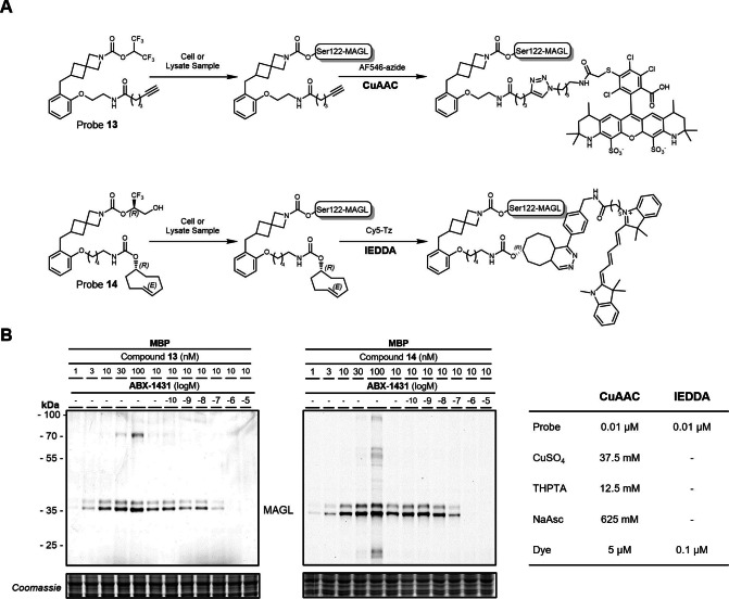 Probes 13 and 14 selectively and specifically bind to MAGL covalently and can be functionalized in a second step via click chemistry. A) Reaction scheme of probes 13 and 14 with MAGL and with AF546‐azide and Cy5‐Tz, respectively. The table gives an overview of CuAAC and IEDDA reaction conditions, 30 min, r.t. B) Dose‐dependent labeling of the two MAGL splicing variants in MBP with 13 and 14 and respective click labeling. The MAGL fluorescence signal is ABX‐1431 dose‐dependent.