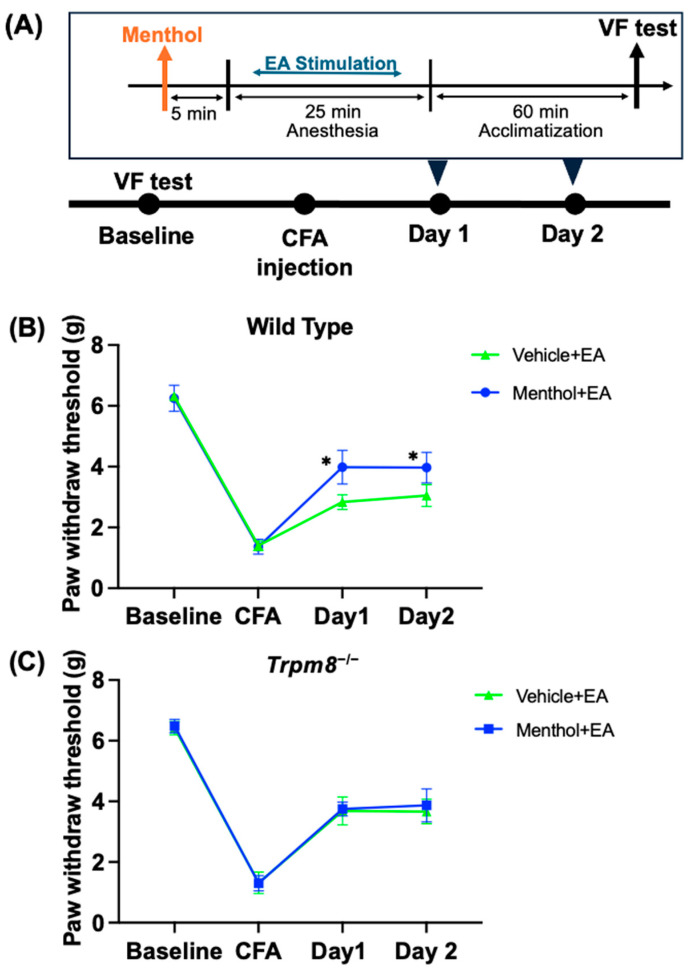 Effect of oral menthol administration on the effects of EA analgesia in wild type mice and Trpm8−/− mice. (A) The flowchart depicting the experimental procedure. Using the von Frey test, the PWT of the Vehicle + EA group (Vehicle, p.o.; EA) and the Menthol + EA group (Menthol, 20 mg/kg, p.o.; EA) in the CFA pain model was assessed in (B) WT mice and (C) Trpm8−/− mice. EA was administered on Days 1 and 2 following the administration of a vehicle or TRPM8 activator (Menthol). The values are expressed as mean ± standard deviation. * p < 0.05 compared with the Vehicle + EA group.
