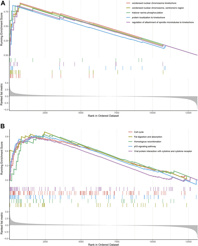 GSEA identified GO and KEGG pathways enriched in the DN group and normal controls. (A) GO analysis of the top five significantly enriched gene set in DN group. (B) KEGG analysis of the top five significantly enriched pathways in DN group.