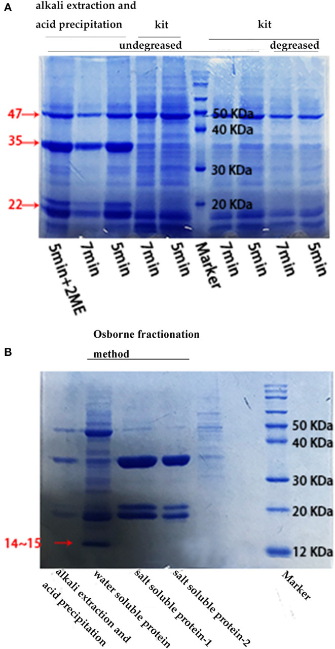 SDS-PAGE results under different conditions. (A) SDS-PAGE electrophoresis of defatted/undefatted hempseed protein extracted using different methods. The time indicated the protein boiling time at 95°C and the 2ME concentration was 2.5%; (B) SDS-PAGE electrophoresis of raw hempseed protein extracted using the “acid precipitation and alkaline extraction” method and the Osborne fractionation method (for water-soluble and salt-soluble proteins, respectively). The salt-soluble protein-1 was extracted using NaCl, while the salt-soluble protein-2 was extracted using urea. The concentrations of NaCl was 1 M and of urea was 8 M, the boiling time was 5 min.