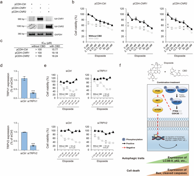 Association between autophagic cell death induced by combination treatment and the canonical pathways of CNRs and TRPVs.a Expression levels of CNR1 and CNR2 are evaluated by PCR with mRNA amplification normalized to GAPDH. b Point plots showing cell viability in A549 cells treated with etoposide, with and without CBD (15 μM), across each stable cell line at various concentrations for 48 h. c IC50 values of etoposide with and without CBD for each stable cell line. d Bar plots display the expression levels of TRPV1 and TRPV2 genes across control siRNA and siTRPV1 and siTRPV2 treatments. Statistical significance is indicated (versus siCtrl; ***P < 0.001; Student’s t-test). e Point plots showing cell viability in A549 cells treated with etoposide, with and without CBD (15 μM), across various concentrations in each siRNA-treated cell for 48 h. f Combination treatment resulting in decreased mTOR pathway and enhanced autophagic cell death.