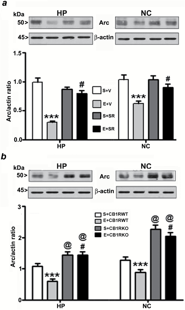 Pharmacological inhibition or genetic deletion of CB1Rs provides protection against ethanol-induced inhibition of Arc expression in the neonatal mouse brain. (a) Hippocampal and neocortical total extracts from the four treatment groups (S+V, E+V, S+SR, and E+ SR) were processed for Western blot to analyze the levels of Arc protein (n = 10 pups/group; ***p < 0.001 vs. S+V; #p < 0.001 vs. E+V). (b) To determine the Arc protein levels in saline and ethanol-treated CB1RWT and KO P7 mice samples, the hippocampal and neocortical total extracts were subjected to Western blot analyses. The representative blots are shown for the hippocampal and cortical cytosolic extracts (n = 10 pups/group; ***p < 0.001 vs. S+CB1RWT; #p < 0.001 vs. E+CB1RWT; @p < 0.001 vs. S+CB1RWT). Two-way ANOVA with Bonferroni’s post hoc tests was used for statistical analysis. Each point is the mean ± SEM. HP, hippocampus; NC, neocortex.