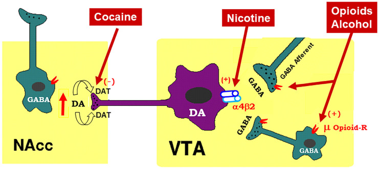 Schematic diagram of the mesolimbic dopamine (DA) hypothesis, illustrating how drugs of abuse activate this system. The mesolimbic DA system originates in the midbrain ventral tegmental area (VTA) and projects predominantly to the forebrain nucleus accumbens (NAc) and the prefrontal cortex (not shown). The psychostimulant cocaine elevates extracellular NAc DA by blocking DA transporters (DAT) on DA axon terminals, while opioids (such as heroin) and alcohol bind to and activate mu opioid receptor (μ Opioid–R) located mainly on GABAergic afferents (less on VTA GABAergic interneurons) and inhibit GABA release. A reduction in GABA release leads to DA neuron disinhibition (activation). Nicotine has been thought to activate DA neurons mainly by activation of α4β2 nicotinic receptors located on DA neurons. (+), (-): indicate activation of opiate receptors or blockade of DAT.