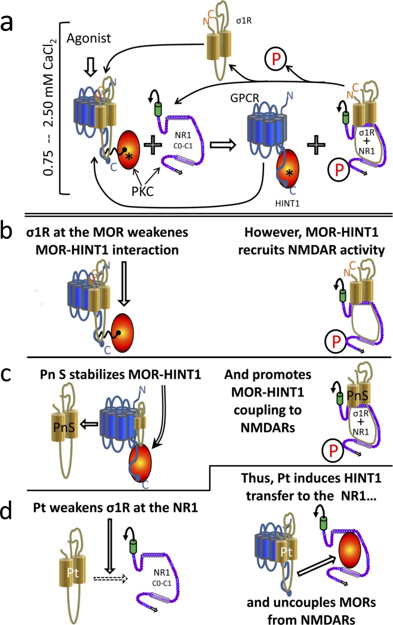 Diagram showing the σ1R- and calcium-dependent swapping of HINT1 proteins between GPCRs (MOR) and NMDAR NR1 subunitsPhysiological cellular levels of calcium are considered (between 0.75 mM and 2.5 mM). In the starting situation a. and b., the MOR simultaneously binds to the σ1R and to the HINT1 protein. In this complex σ1R weakens the MOR-HINT1 interaction. The binding of RGS-Rz proteins, such as RGSZ1 and RGSZ2, to HINT1 prevent the association of the MOR-HINT1 complex with NMDAR NR1 subunits. The activation of MORs brings about the activation of PKC through PLCβ that increases calcium and diacylglycerol levels. Then, PKC releases RGS-Rz proteins and favors the binding of MOR-HINT1 to NMDAR NR1 C1 [see 46, 28]. PKC, acting on NR1 C1 serines 890 and 896, releases the NMDAR from the MOR-HINT1 inhibitory association, and PKC-recruited Src acts on tyrosine residues of the NMDAR NR2 subunits. The activated NMDAR greatly increases calcium levels in its environment, which promotes the transfer of the σ1R from the MOR towards the activated NMDAR NR1 subunit. The absence of the σ1R reinforces the MOR-HINT1 association, which is now ready to interact with other σ1Rs and to recruit the function of additional NMDARs. The activated NMDAR cannot bind to the MOR-HINT1 complex because of σ1R bound to the NR1 and the phosphorylation of the NR1 C1 segment. When MOR activity decreases, phosphatases reduce NMDAR-mediated calcium influx [89] and the calcium-dependent σ1R-NR1 association diminishes. Then, Ca2+-calmodulin gains access to NR1 subunits and sets NMDAR activity to a minimum. The removal of agonist-bound σ1Rs from the MOR environment stabilizes the MOR-HINT1 association and facilitates the recruitment of NMDAR activity c. Thus, σ1R agonists can increase the speed at which NMDAR activity is recruited by MORs. However, σ1R antagonists keep the σ1R bound to the MOR, weakening the MOR-HINT1 interaction while preventing σ1R binding to the NR1 subunit; both simultaneous actions make it possible for HINT1 to exit the MOR towards the NR1 subunit d. Thus, the same molecular machinery couples and uncouples the function of GPCRs such as MOR/CB1 to that of NMDARs. This outcome is achieved by the regulation of σ1Rs with agonists and antagonists. PKC (protein kinase C); P stands for phosphorylation of serine/threonine residues; Pn S (pregnenolone sulfate, σ1R agonist); Pt (progesterone, σ1R antagonist).