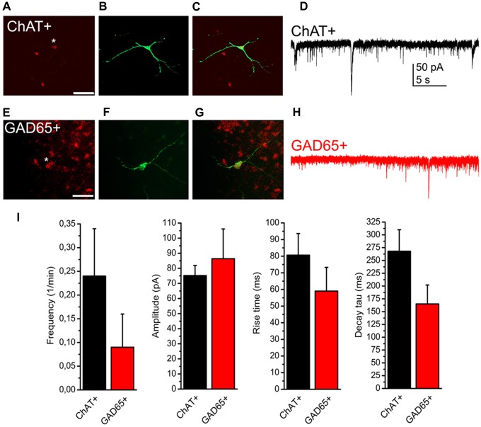 Presence or absence of SICs is not related to neurochemical cell type. (A–C) Identification of a cholinergic neuron. (A) tdTomato expression in a choline acetyltransferase (ChAT-) dependent way (red). The asterisk indicates the patched soma. Scale bar = 50 μm. (B) Biocytin labeling of the neuron indicated with asterisk on panel (A; green). (C) Merged image of panels (A,B). (D) Voltage clamp recording from the neuron shown on panels (A–C). Scale bar = 50 μm. (E–G) Identification of a GABAergic neuron. (E) Glutamate decarboxylase (GAD) 65-dependent tdTomato expression (red). (F) Biocytin labeling of the neuron indicated with asterisk on panel (E; green). (G) Merged image of panels (E,F). (H) Voltage clamp trace from the neuron shown on panels (E–G). (I) Statistical summary of SIC parameters (black: cholinergic; red: GABAergic neuron; average ± SEM; n = 18 for ChAT- and n = 10 for GAD65-positive neurons). None of the differences are statistically significant.