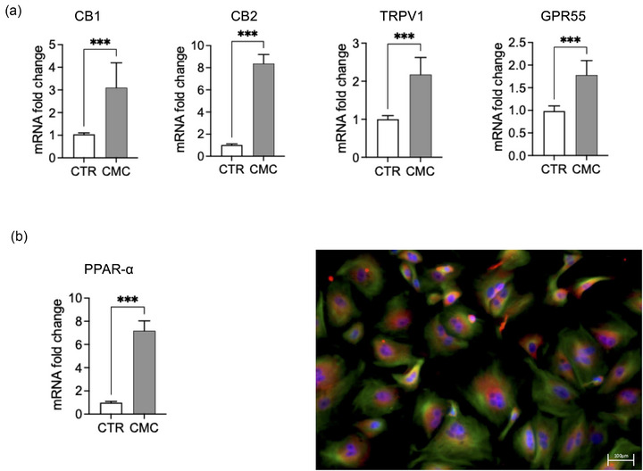 Expression of cannabinoid receptors and peroxisome proliferator‐activated receptor alpha (PPAR‐α) in canine mammary carcinoma (CMC) group. (a) Reverse transcription quantitative polymerase chain reaction (RT‐qPCR) analysis showing mRNA fold change of CB1 and CB2 receptors compared to control (CTR), measured by RT‐qPCR. (b) Representative immunofluorescence image of cells stained for PPAR‐α and 4′,6‐diamidino‐2‐phenylindole (DAPI) (blue staining) to identify cells nuclei. Quantification of PPAR‐α nuclear localisation expressed as percentage of positive nuclei. The data are presented as mean ± standard error of the mean (SEM). Statistical significance versus control: *** p < 0.001.