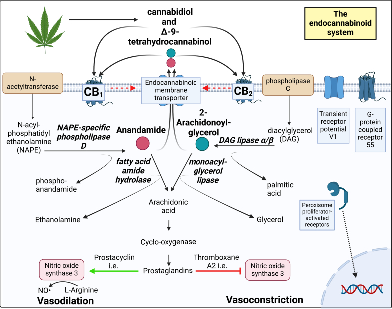 Overview of the production and degradation of endocannabinoids and the potential influence of exogenous cannabis components on this system, as well as their interaction with cannabinoid receptors 1 and 2 (CB1 and CB2). Created in BioRender. Harhangi, M.
