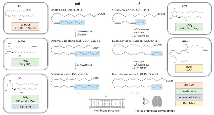 Biosynthesis of omega-6 and omega-3 PUFAs from dietary supplies in mammals, with examples of critical metabolites (bioactive lipids) in pregnancy framed in boxes. Abbreviations: HODE, hydroxyoctadecadienoic acid; oxo-ODE, oxooctadecadienoic acid; PG, prostaglandin; TX, thromboxane; AEA, arachidonoylethanolamide; AG, arachidonoylglycerol; Rv, resolvin; OXLAMs, oxidized linoleic acid metabolites.