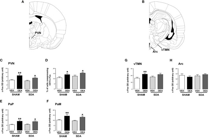c-Fos expression in hypothalamic nuclei of both SHAM and SDA rats. Rat brain diagram taken from Paxinos brain atlas showing different hypothalamic nuclei (A, B). Semiquantitative densitometric analysis of c-Fos (n=3-7 per group) expression within the paraventricular nucleus (PVN; C) parvocellular (PaP; E) and magnocellular (PaM; F) oxytocinergic neurons of the PVN, within the ventral part of the tuberomammillary nucleus (vTMN; G) and arcuate (Arc; H) nuclei and percentage of cells co-expressing c-Fos and oxytocin (OXY; D) of both SHAM and SDA rats, treated with either vehicle VEH or OEA (10 mg kg-1, i.p.). Data are expressed as mean ± SEM. *p<0,05; **p<0,01 vs VEH in the same surgery group (Tukey’s test).