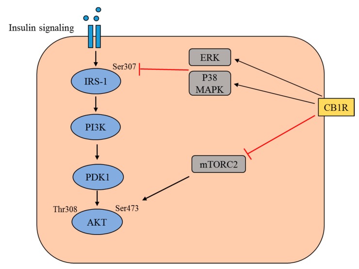 Schematic representation of the insulin signaling pathway and the modulation of this pathway by cannabinoid receptor type 1 (CB1R). The binding of insulin to the insulin receptor triggers a signaling cascade, which involves tyrosine phosphorylation of insulin receptor substrate 1 (IRS1) and the activation of phosphatidylinositol 3-kinase (PI3K). This leads to an increase in the level of phosphatidylinositol-3,4,5-trisphosphate, which recruits Akt to the plasma membrane alongside phosphatidylinositol-dependent kinase 1 (PDK1). In this cascade, Akt is phosphorylated at Thr308 by PDK1 and at Ser473 by mammalian target of rapamycin complex 2 (mTORC2). The activated CB1R mediates the activation of extracellular regulated kinase (ERK) and p38 mitogen-activated protein kinase (MAPK), which subsequently inhibits the Ser 307 phosphorylation of IRS1. Activated CB1R is also believed to inhibit the activation of mTORC2, thereby preventing the Ser473 phosphorylation of Akt.