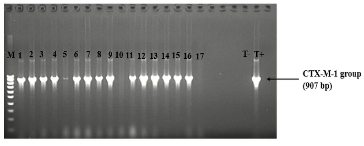 Gel image showing the detection of CTX-M-1 group in E. coli and K. p11eumo11iae.Legend: M = molecular weight (100 bp DNA Ladder); lane I to 5, 6 lo 9, 11 lo 16 = CTX-M-1 group positive; T+ = positive control; T-= negative control; 10 and 17 = CTX-M-1 group negative.