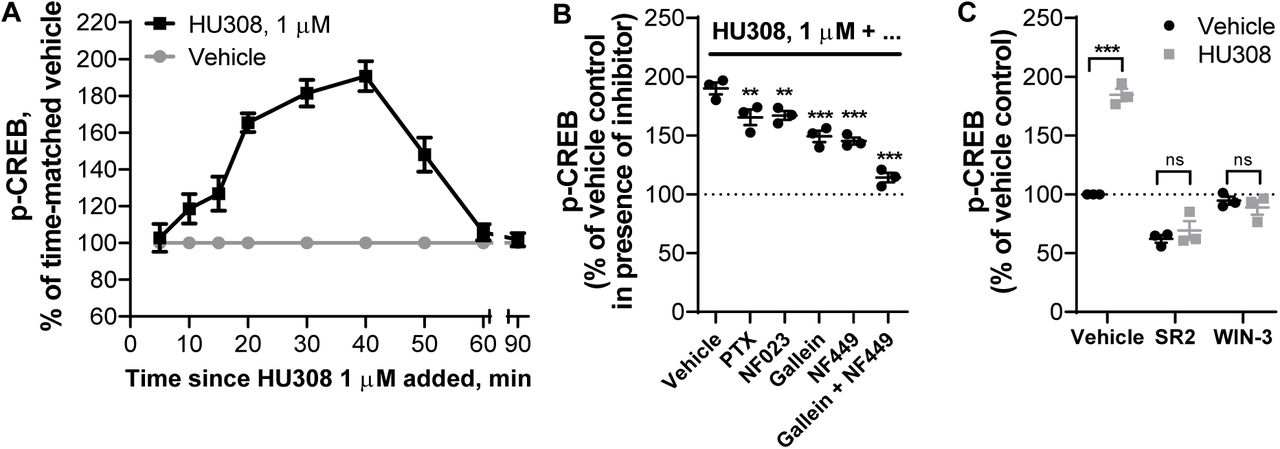 Phosphorylation of CREB in human primary PBMC.A. Time-course with HU308 (1µM) and vehicle control. 10-50 min time-points are significantly different from time-matched vehicle controls (p < 0.01). The graph shows mean ± SEM of three independent experiments performed in technical triplicate, each with cells from a separate subject (three subjects in total).B. p-CREB stimulated by HU308 (1µM) for 40 min in the presence of G protein inhibitors gallein, NF023, NF449, PTX or vehicle control; data are normalized to responses in the absence of HU308 (100%); statistical comparisons are to the HU308 response without inhibitors. C. p-CREB stimulated by a CB2-selective agonist HU308 (100nM) or vehicle control at 40 min in the presence of a CB2-selective inverse agonist/antagonist SR144528 (SR2, 1µM), a CB1/CB2 neutral antagonist WIN55212-3 (WIN-3, 5µM), or vehicle control; data are normalized to vehicle control (100%). Graphs B,C show independent experiment means (from technical triplicate) as well as overall mean ± SEM of these three independent experiments each performed with cells from a separate subject (three subjects in total).