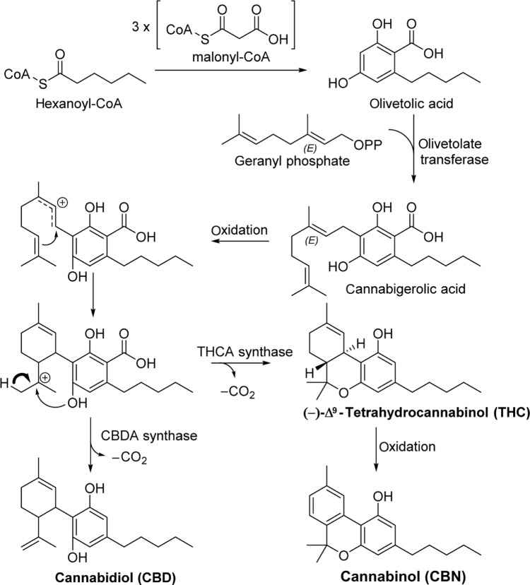 Phytocannabinoid biosynthesis.