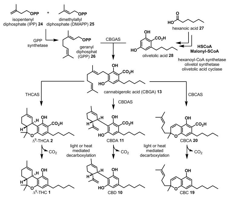 Overview on biosynthetic origin of the different phytocannabinoid structures from Cannabis sativa.