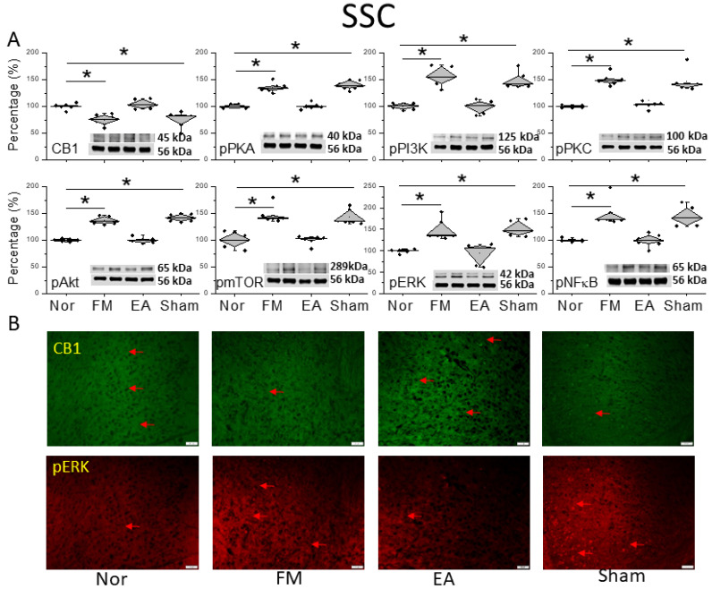Protein levels of CB1 and related molecules in the SSC. Western blots with four lanes indicating proteins in the following groups: normal, FM, FM + EA, FM + sham EA. (A) CB1, pPKA, pPI3K, pPKC, pAkt, pmTOR, pERK, and pNF-κB protein levels. * Significant difference between normal and others. n = 6. (B) CB1 and pERK immuno-positive (green or red) signals in the mice SSC. Red arrows mean immune-positive signals. n = 3 in all groups.