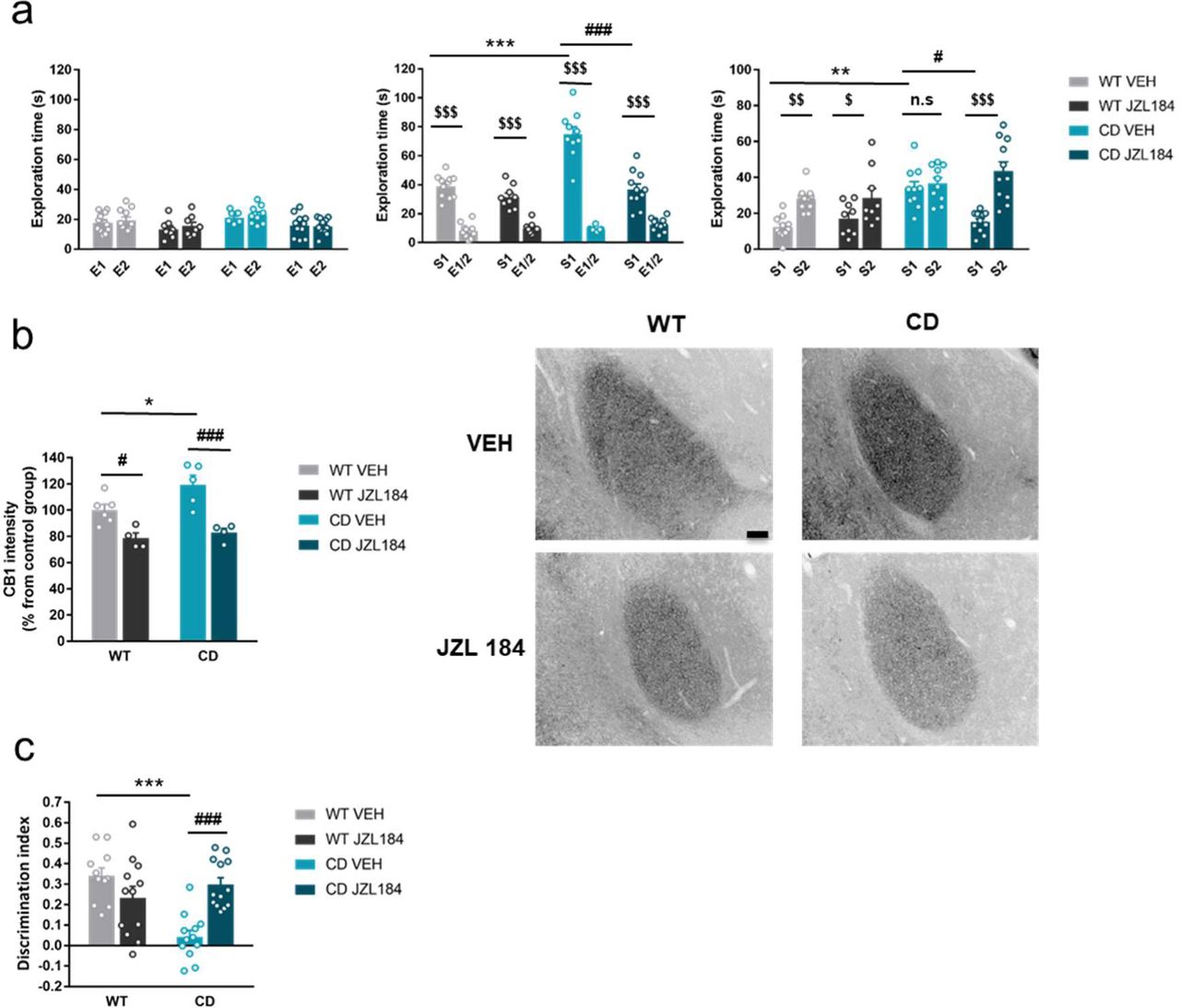 JZL184 treatment normalizes behavioral traits of CD mice. (a) Time spent exploring either empty compartments (E) or stranger mice (S) in the Vsocial-maze after 10 days of treatment of vehicle (VEH) or JZL184 (8 mg/kg) (WT VEH, n=11; WT JZL184, n=9; CD VEH, n=10; CD JZL184, n=11). Statistical significance was calculated by repeated measures ANOVA comparison. $ p<0.05; $$ p<0.01; $$$ p<0.001 (compartment effect); * p<0.05; *** p<0.001 (genotype effect); # p<0.05; ### p<0.001 (treatment effect). (b) Quantification and representative images of CB1R intensity in the basolateral amygdala of WT and CD mice after 10 days of treatment of vehicle (VEH) or JZL184 (8 mg/kg) (WT VEH, n=6; WT JZL184, n=4; CD VEH, n=5; CD JZL184, n=4). Scale bar=100 um. Statistical significance was calculated by calculated by Newman-Keuls post hoc test following two-way ANOVA. p*< 0.05 (genotype effect); # p< 0.05, ### p< 0.001 (treatment effect). (c) Discrimination index of WT and CD mice treated for 7 days with vehicle (VEH) or JZL184 (8 mg/kg) (WT VEH, n=11; WT JZL184, n=12; CD VEH, n=12; CD JZL184, n=13). Statistical significance was calculated by Newman-Keuls post hoc test following two-way ANOVA. p ***< 0.001 (genotype effect); ### p< 0.001 (treatment effect). Data are expressed as mean ± S.E.M
