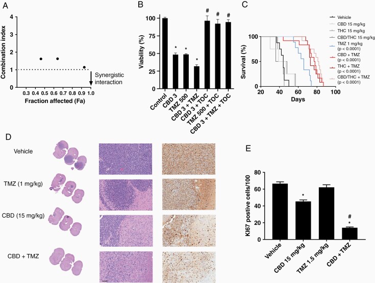 Cannabinoids enhance the activity of TMZ in patient-derived orthotropic mouse tumor models. (A) GBM163X cells were treated for 3 days with vehicle, CBD or TMZ alone at specific combined dose ratios (3 µM CBD combined with 250, 500, or 750 µM of TMZ) and cell viability (%) was calculated as absorbance in the treated cells/control cells × 100. These data were used to calculate combination index (CI) values as described previously by our group17,31 using CompuSyn software. A CI value of <1, 1, and >1 indicates synergism (downward arrow), additivity (hashed line), and antagonism, respectively.30 (B) GBM163X cells were treated for 3 days with vehicle (control), 2 µM CBD, 500 µM TMZ, or 2 µM CBD + 500 µM TMZ in the presence and absence of TOC and cell viability was evaluated. (C) Tumors were generated in female athymic nu/nu mice by the intracranial (i.c.) injection of 0.3 × 106 GBM163X cells in 4 µl of RPMI. Starting day 21, CBs were administered i.p. 5 days a week until completion of the experiment. Starting on day 21, 1 mg/kg TMZ was administered i.p. 5 days a week for 1 week. Mice (n = 8–12 for vehicle, TMZ, and drug combinations) were treated with vehicle, 15 mg/kg CBD, 15 mg/kg THC, 15 mg/kg CBD/THC (1:1), 1 mg/kg TMZ, 15 mg/kg CBD + 1 mg/kg TMZ (CBD + TMZ), 15 mg/kg THC + 1 mg/kg TMZ (THC + TMZ), and 15 mg/kg CBD/THC + 1 mg/kg TMZ (CBD/THC + TMZ) and (C) survival was assessed. (D) Representative microphotographs of H&E staining from GBM163-derived i.c. tumors treated as indicated (left and center panels). Right panels show Ki67 staining of the same tissue samples from mice treated with vehicle, CBD, TMZ, and the combination of CBD + TMZ. Samples were collected at the time the animals succumbed to disease. Bar = 200 µm. (E) Bar graph shows quantification of Ki67 positive cells counting 6 fields from 2 different animals in each group (20×); the plotted numbers represent averages of Ki67 positive cells for 100 total human tumor cells/field. **P < .02 when compared with vehicle. Survival data were evaluated using Kaplan–Meir curves and the long-rank Mantel–Cox test. Data are the mean of 3 independent experiments; bars, ± SE. * , #Statistically significant from control and CBD, respectively (P < .05).