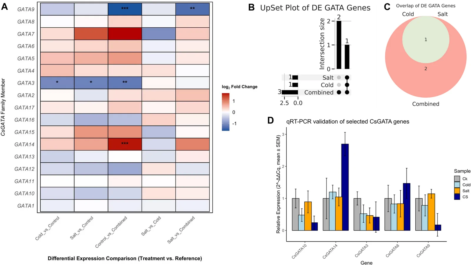Differential expression profiles of CsGATA genes in response to abiotic stresses. A Heatmap depicting |log2FC| expression changes of CsGATA family members under cold, salt, and combined salt-cold stresses relative to control conditions. Pairwise comparisons between combined stress and single-stress treatments are reported separately in Supplementary Table S6. B UpSet plot illustrating the intersections and unique sets of differentially expressed (DE) GATA genes across salt, cold, and combined treatments. C Venn diagram showing the overlap of DE GATA genes among cold (one gene), salt (one gene), and combined (three genes) stress conditions. D qRT-PCR validation of relative expression levels for selected CsGATA genes under control (CK), salt, cold, and combined salt-cold (CS) treatments