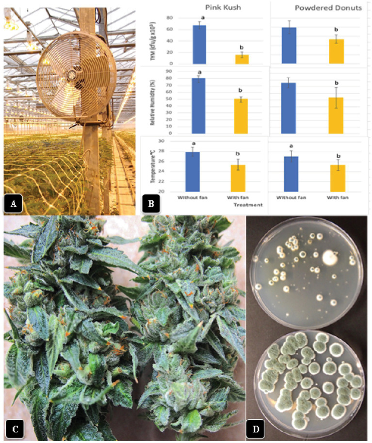 Effect of air circulation on TYM in cannabis inflorescences. (A) Placement of a fan that was used to circulate the air over cannabis plants for a 7-day period, 24 h per day. TYM levels were measured in inflorescences of treated and control plants without fans. (B) Comparison of temperature, relative humidity and TYM levels in inflorescences of two cannabis genotypes without and with fan treatment. Error bars show 95% confidence intervals and vertical bars with different letters are significantly different from each other according to Tukey’s post-hoc test (p < 0.05). (C) Samples of inflorescences from control (left) and treated (right) plants show a different appearance to the surface of the inflorescence leaves. The treated plants had a waxier appearance. (D) Recovery of TYM from inflorescences that were exposed to circulating air from fans (top Petri dish) compared to controls that did not receive air circulation (bottom Petri dish). The control dishes contain significantly higher levels of TYM compared to the treated.
