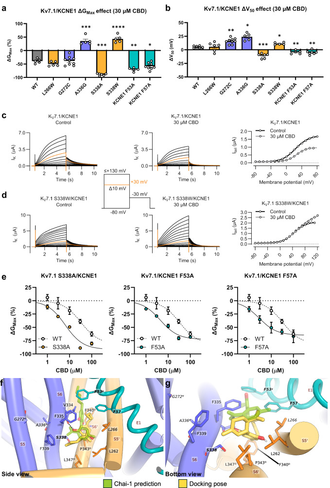 CBD binds to a distinct intersubunit PD pocket formed by KV7.1 and KCNE1.Change in maximum conductance (ΔGMax, a) or shift in voltage-dependence of channel activation (ΔV50, b) induced by 30 µM CBD for indicated human KV7.1 mutants and/or KCNE1 mutants. Experiments were performed in Xenopus laevis oocytes expressing KV7.1/KCNE1. Data displayed as mean ± SEM. n = 5–7 oocytes, with individual data points shown. Statistics denote Dunnett’s T3 multiple comparison test in relation to WT effect, with *P < 0.05, **P < 0.01, ***P < 0.001, ****P < 0.0001. ns > 0.05 not shown. c, d Representative current traces of WT or indicated mutant under control conditions or in the presence of 30 µM CBD, and their respective G(V) curve. Orange sweep represents the current generated by a test pulse to +30 mV. Inset shows voltage protocol. For these cells: WT: V50, Ctrl = +24 mV, V50, CBD = +27 mV, sCtrl = 17.1 mV, sCBD = 12.4 mV, GMax, Ctrl = 1.73 µA, GMax, CBD = 0.98 µA; KV7.1 S338W/KCNE1: V50, Ctrl = +46.0 mV, V50, CBD = +59.2 mV, sCtrl = 19.3 mV, sCBD = 24.6 mV, GMax, Ctrl = 2.12 µA, GMax, CBD = 2.83 µA. e Concentration-response relationship for CBD effect on GMax of indicated mutants (filled symbols). Data for WT KV7.1/KCNE1 is included for comparison (dotted line and open symbols). Data displayed as mean ± SEM. n = 5–6 oocytes. Best fits: KV7.1/KCNE1 WT: EMax (i.e. maximal reduction in GMax induced by CBD) = –81%; IC50 = 32.6 µM (CI: 10.4–617, R2 = 0.7858); KV7.1 S338A/KCNE1: EMax = –92%; IC50 = 6.4 µM (CI: 3.45–13.6, R2 = 0.9048), KV7.1/KCNE1 F53A: EMax –73%; IC50 = 4.4 µM (CI: 2.0–10.4, R2 = 0.9091), and KV7.1/KCNE1 F57A: EMax = –65%; IC50 = 2.8 µM (CI: 1.1–7.48, R2 = 0.5276). Note that the IC50 for WT was higher than reported in Pökl et al. [24], likely due to slight differences in experimental perfusion systems (see Discussion). Docked poses of CBD in KV7.1/KCNE1 as viewed from the cross-section of the membrane (side view, f) and as viewed from the cytoplasm (bottom view, g). See Fig. 1 for details on subunit colouring. Residues adjacent to either CBD pose are shown, a “χ” and “D” superscript is used to denote residues within 4 Å of Chai-1 predicted CBD or docked CBD poses, respectively. Residues beyond 4 Å of either have a “H” superscript, and residues within 4 Å of both do not have a superscript. Residues that were tested using site-directed mutagenesis are italicised, and residues with a significant difference compared to WT are bolded as well. The overlayed docked and Chai-1 predicted poses of CBD are shown in yellow and faded green, respectively; the black dashed lines represent H-bonds.