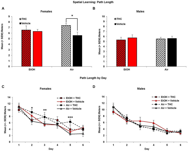 Female offspring prenatally exposed to THC alone required longer path lengths to find the hidden platform during the visuospatial memory task (A,C). There were no effects of prenatal exposure on performance among male offspring (B,D). *Air + THC > Air + Vehicle, p < 0.05; **Air + THC > EtOH + Vehicle, p < 0.05; ***Air+THC > all other groups, p < 0.01.