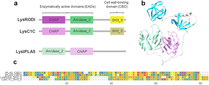 Structural comparison of three staphylococcal endolysins. a Schematic representation of the architectures of LysRODI, LysC1C and LysIPLA5 (not in scale) comprising the Pfam domains identified with an InterPro sequence search. b Prediction of LysIPLA5 3D structure (pLDDT = 79.78). c Sequence alignment of the repeats making up the CBDs of LysRODI, LysC1C and LysIPLA5