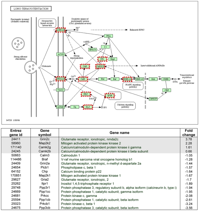 The KEGG-derived long-term potentiation pathway.The concerted action of glutamate on NMDA and AMPA receptors in CA1 pyramidal neurons is illustrated in this pathway, as well as the activation of different subpathways. The genes activated on the microarray are encircled. The table below shows the entire list of up- or down-regulated genes related to LTP on the microarray. Abbreviations: AMPA, α-amino-3-hydroxy-5-methyl-4-isoxazolepropionic acid; NMDA, N-methyl-D-aspartate.