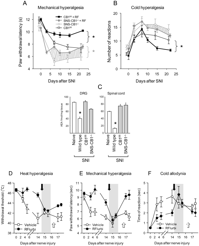 Time course of the nociceptive behavior in the SNI model of neuropathic pain in mice deficient of the CB1 receptor in DRG neurons (SNS-CB1−/−) compared with control mice carrying the floxed CB1 alleles (CB1fl/fl).Mice were treated with R-flurbiprofen (4.5 mg/kg twice daily) or vehicle (n = 8 per group). The daily drug treatment started the day after nerve injury. a Mechanical hyperalgesia was assessed by recording the paw withdrawal latency to stimulation with a Dynamic Plantar Aesthesiometer, b cold hyperalgesia as counts of paw withdrawal reactions after exposure to a 4°C cold plate. Comparison of the time courses by ANOVA revealed statistically significant differences between R-flurbiprofen and vehicle treatment in CB1fl/f mice in both tests. In SNS-CB1−/− mice R-flurbiprofen significantly reduced mechanical hyperalgesia but not cold hyperalgesia (n = 8 per group, P<0.05). The grey hatched areas indicate the difference in R-flurbiprofen and vehicle treated SNS-CB1−/− mice. c Anandamide (AEA) levels in L4/5 DRGs and dorsal horn of the spinal cord in SNS-CB1−/− and CB1fl/fl mice treated with R-flurbiprofen or vehicle (n = 8, * indicates P<0.05). 5d, e, f Effects of CB1 and CB2 cannabinoid receptor antagonists, AM251 and AM630, respectively on R-flurbiprofen mediated antinociception after nerve injury in the SNI model. R-flurbiprofen or vehicle was continuously administered in the drinking water starting after SNI surgery up to the end of the observation period. Fifteen days after SNI AM251 (3 mg/kg) and AM630 (3 mg/kg) were injected i.p. in R-flurbiprofen treated mice (black arrow) and heat (d), mechanical (e) and cold (f) pain analyzed 1 and 3 hours after AM251 and AM630 injection (grey area). To assess effects of AM251 and AM630 alone the drugs were injected (each 3 mg/kg) in vehicle treated mice at day 17 (white arrow) and nociception analyzed 1 and 3 hours after drug injection.