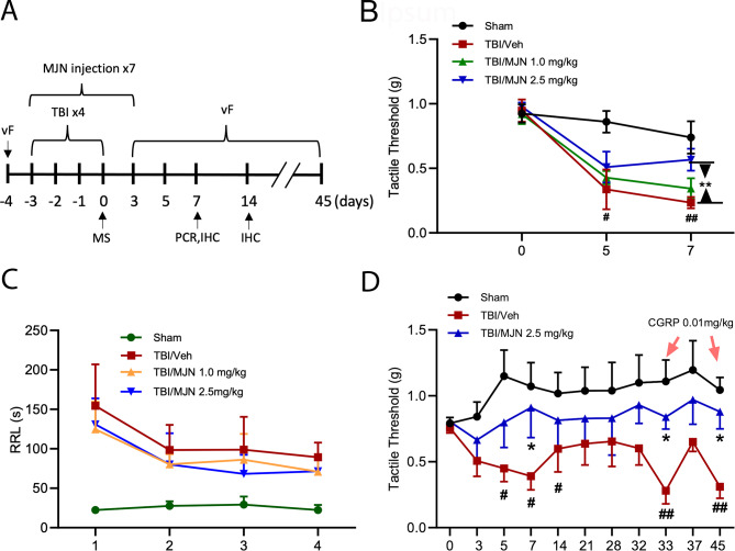 MJN110 dose dependently alleviated periorbital allodynia and reduced persistent pain sensitivity in the mTBI mice. The timeline and various experimental procedures were illustrated in Fig. 1A. von Frey (vF) test, mass spectrometry (MS), PCR and immunohistochemistry (IHC) were performed at the times indicated (A). On days 5 and 7 post-injury, the TBI/vehicle group showed a significantly reduced periorbital tactile threshold compared to the sham group (B). Animals treated with low dose of MJN110 (MJN, 1 mg/kg) displayed similar mechanical response as the TBI/vehicle animals. At 2.5 mg/kg, MJN increased mechanical thresholds on day 5 and day 7 post-injury compared to the TBI/vehicle group. **, p < 0.01 was obtained when the MJN treated group was compared to the TBI/vehicle group (n = 15/group). #, p < 0.05, ##, p < 0.01 was obtained when the TBI/vehicle group was compared to the sham group (n = 15/group). The righting reflex latency (RRL) was recorded after each impact (C). Compared to the sham group, both TBI/vehicle and MJN treatment groups showed longer RRL. No difference was found between the TBI/vehicle and MJN treated groups. CGRP (0.01 mg/kg) was given on day 33 and day 45 post-injury to the sham, TBI/vehicle and MJN treated groups and periorbital allodynia was assessed (D). There was no pain sensitivity change in both sham and the MJN treated groups, but the TBI/vehicle group exhibited significantly increased pain sensitivity compared to the sham and the MJN treatment group. *, p < 0.05 was obtained when the MJN treated group was compared to the TBI/vehicle group (n = 12/group). #, p < 0.05, and ##, p < 0.01 were obtained when the TBI/vehicle group was compared to sham group (n = 12/group)