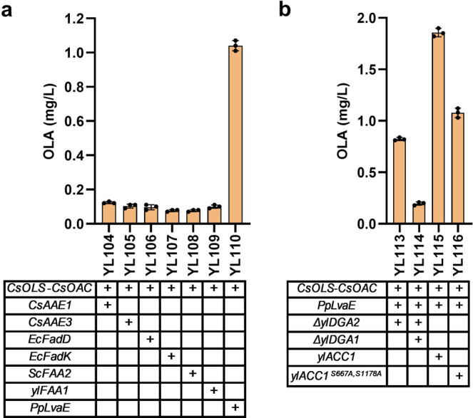 Boosting hexanoyl-CoA and malonyl-CoA to improve olivetolic acid (OLA) production.a OLA titers in engineered strains by expressing different hexanoyl-CoA synthetases for optimizing the conversion of hexanoic acid to hexanoyl-CoA. b OLA titers in engineered strains for enhancing the availability of malonyl-CoA. Error bars represent standard deviation of three biological replicates (n = 3).