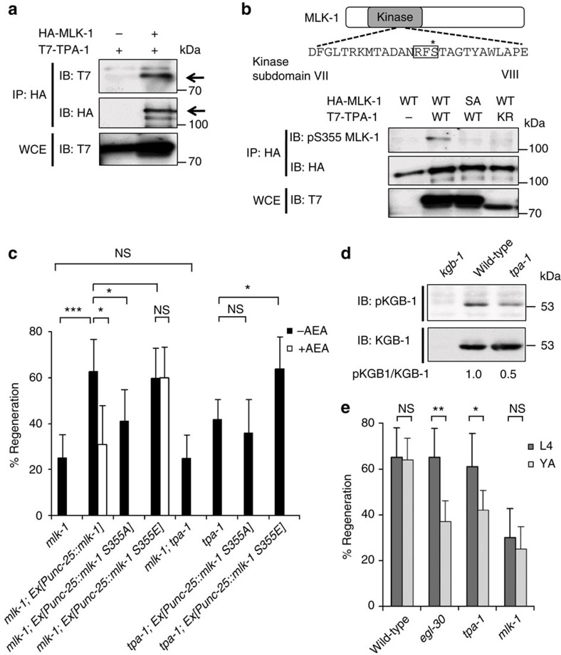 The relationship between TPA-1 and MLK-1 in axon regeneration.(a) Interaction between TPA-1 and MLK-1. COS-7 cells were transfected with plasmids encoding T7-TPA-1 and HA-MLK-1 as indicated. Whole-cell extracts (WCE) and immunoprecipitated complexes obtained with anti-HA antibody (IP: HA) were analysed by immunoblotting (IB). Arrows indicate T7-TPA-1 and HA-MLK-1. (b) Phosphorylation of MLK-1 by TPA-1. Amino acid sequence of kinase subdomains VII and VIII in MLK-1 is shown in the upper part. The consensus site for PKC phosphorylation is boxed. The Ser-355 residue is indicated by an asterisk. COS-7 cells were transfected with plasmids encoding T7-TPA-1 (WT), T7-TPA-1(K404R) (KR), HA-MLK-1 (WT), and HA-MLK-1(S355A) (SA) as indicated. Whole-cell extracts and immunoprecipitated complexes obtained with anti-HA antibody were analysed by western blotting. pS355 MLK-1: anti-phospho-Ser-355 MLK-1 antibody. (c) Percentages of axons that initiated regeneration 24 h after laser surgery. Young adult animals were treated with ethanol (−AEA) or AEA for 6 h after axotomy. At least 30 axons in each condition were assayed. Error bars indicate 95% confidence interval (CI). *P<0.05, ***P<0.001 as determined by Fisher's exact test. NS, not significant. (d) Effect of the tpa-1 mutation on KGB-1 activity. Extracts prepared from each animal were immunoblotted with anti-phospho-KGB-1 (pKGB-1) and anti-KGB-1 antibodies. pKGB-1 signal intensities were quantitated and normalized to the levels of KGB-1. Relative levels of pKGB-1 are shown. (e) Effect of age on axon regeneration. Animals in L4 or young adult (YA) stage were treated with ethanol for 6 h after axotomy. At least 30 axons in each condition were assayed. Error bars indicate 95% CI. *P<0.05, **P<0.01 as determined by Fisher's exact test. NS, not significant.
